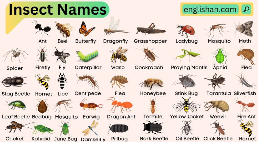 common household insects