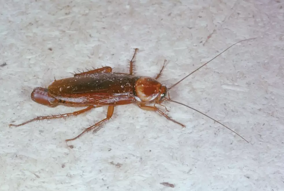 cockroach prevention