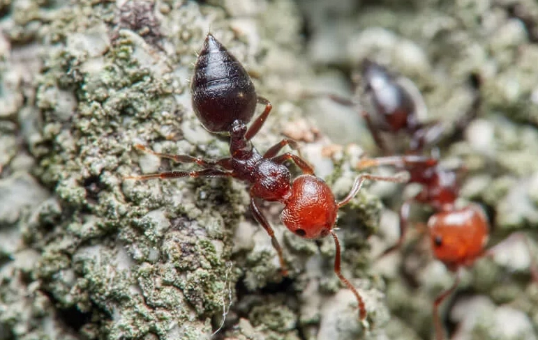 big red and black ant identification