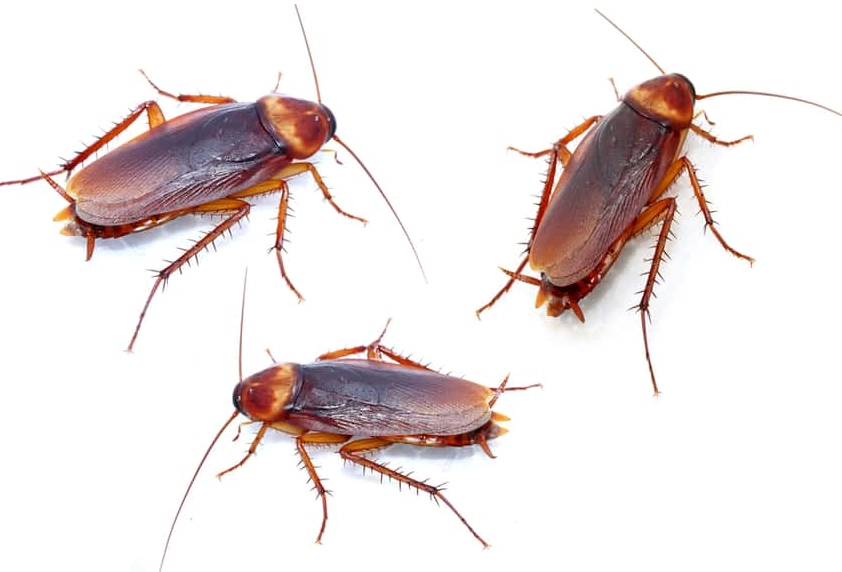 cockroach facts