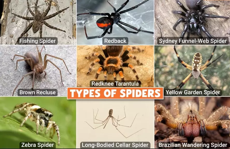types of spider