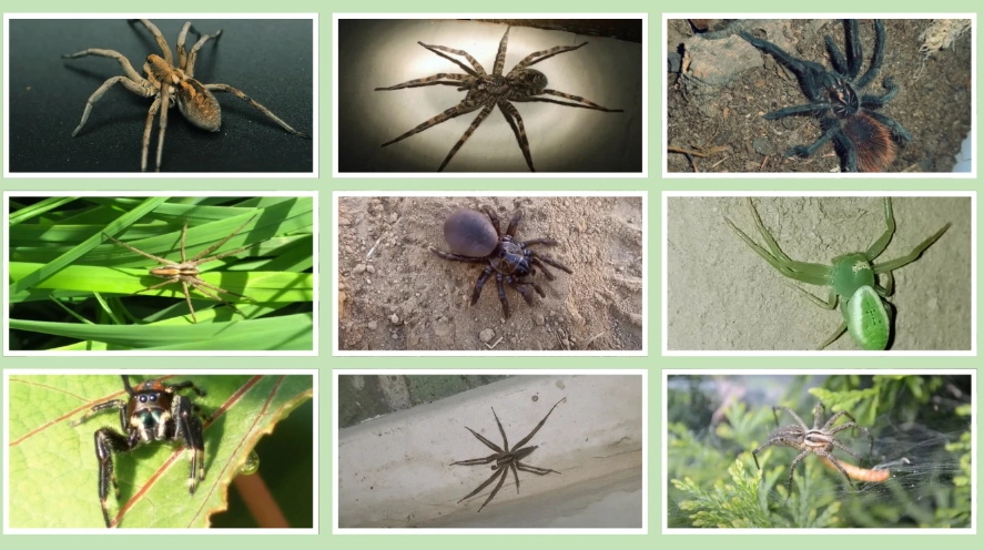 spider identification