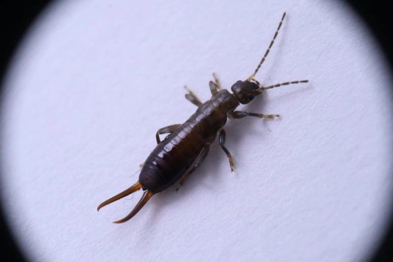 how to get rid of earwigs