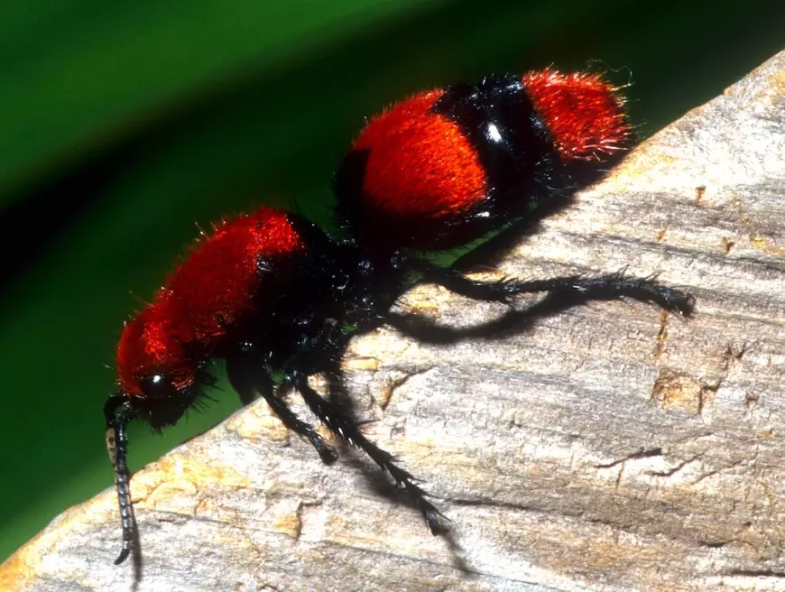 carpenter ants vs fire ants