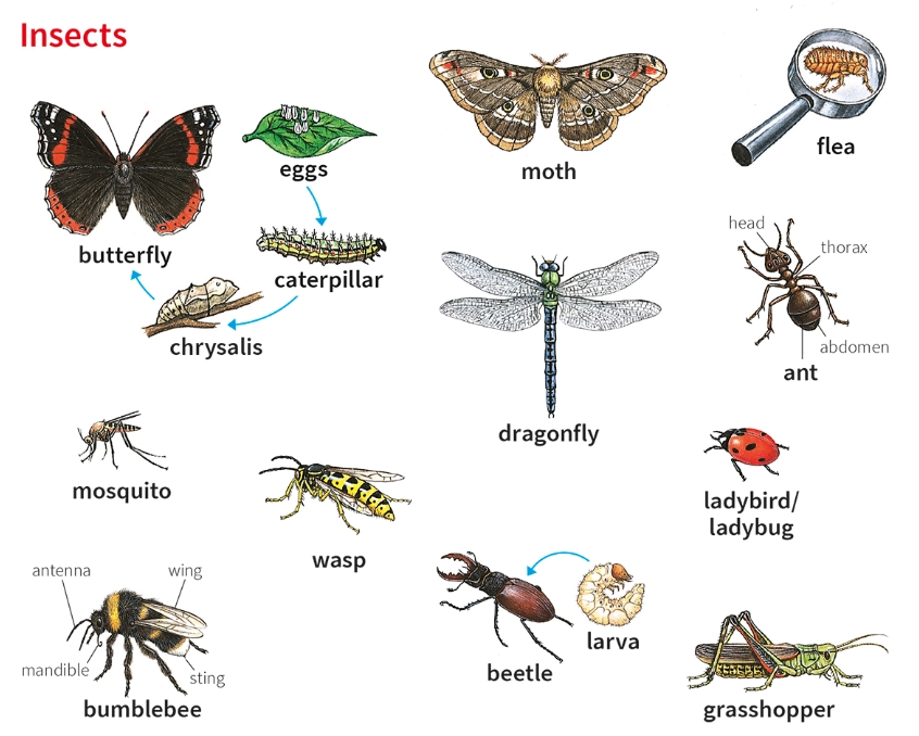 how to identify pests