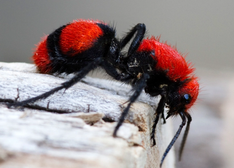 red and black ants in yard
