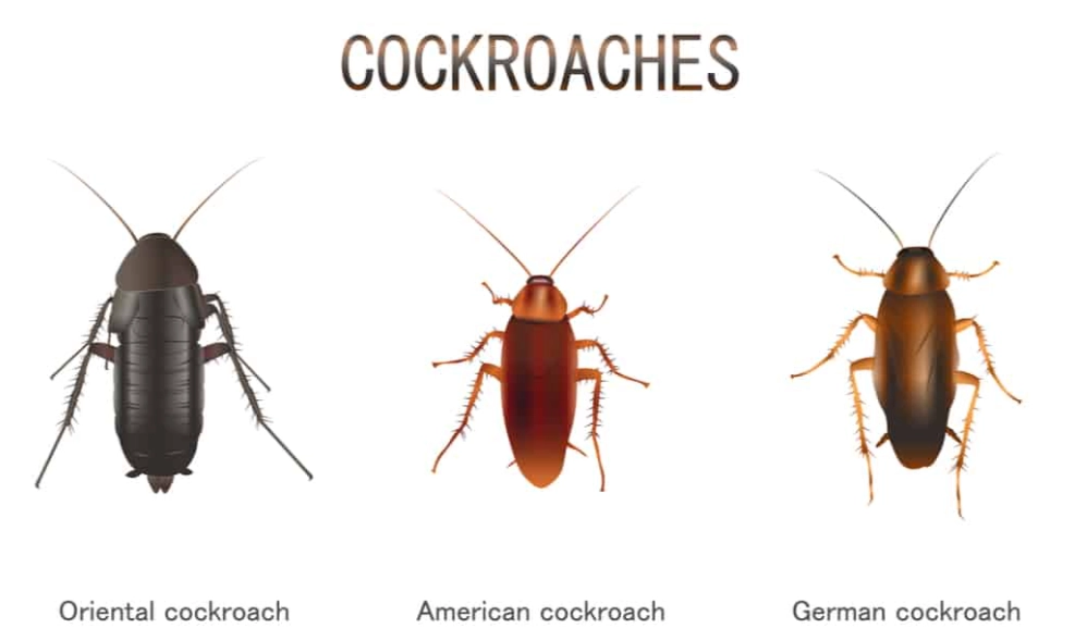 how to identify cockroaches