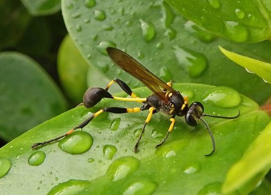 mud dauber