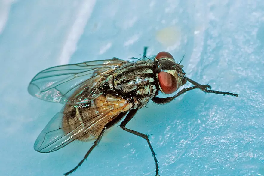 house fly identification