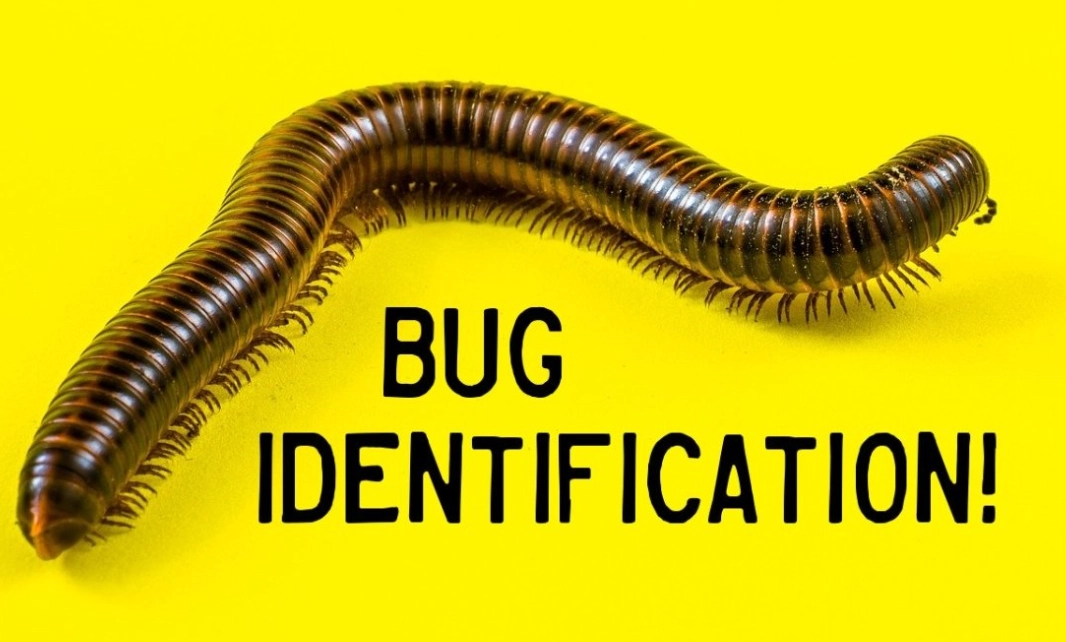 common household pests