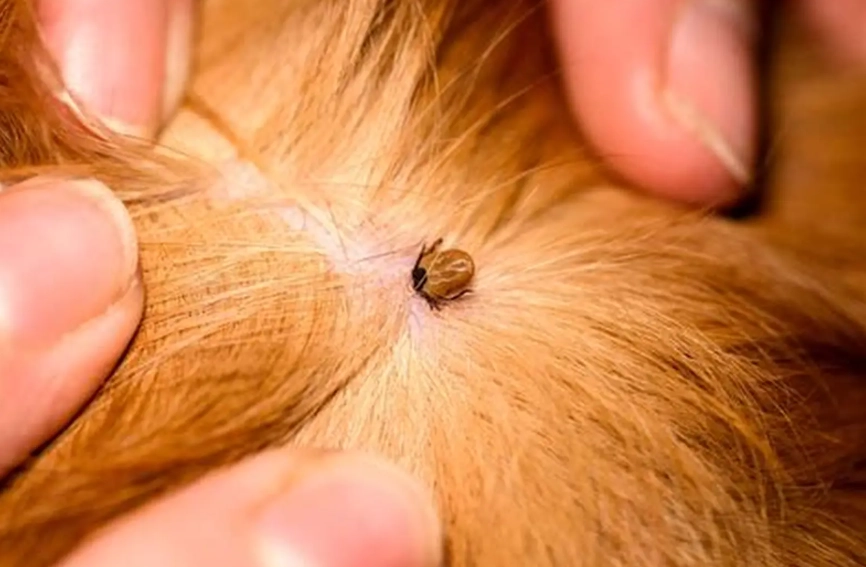 dog tick diseases