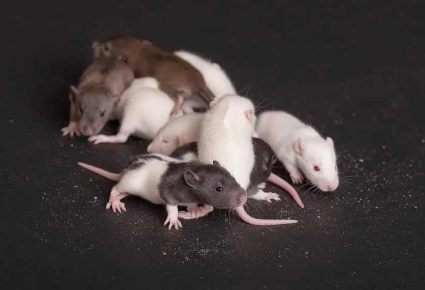 pet rodents pet rodents