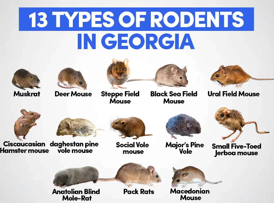 types of rodents