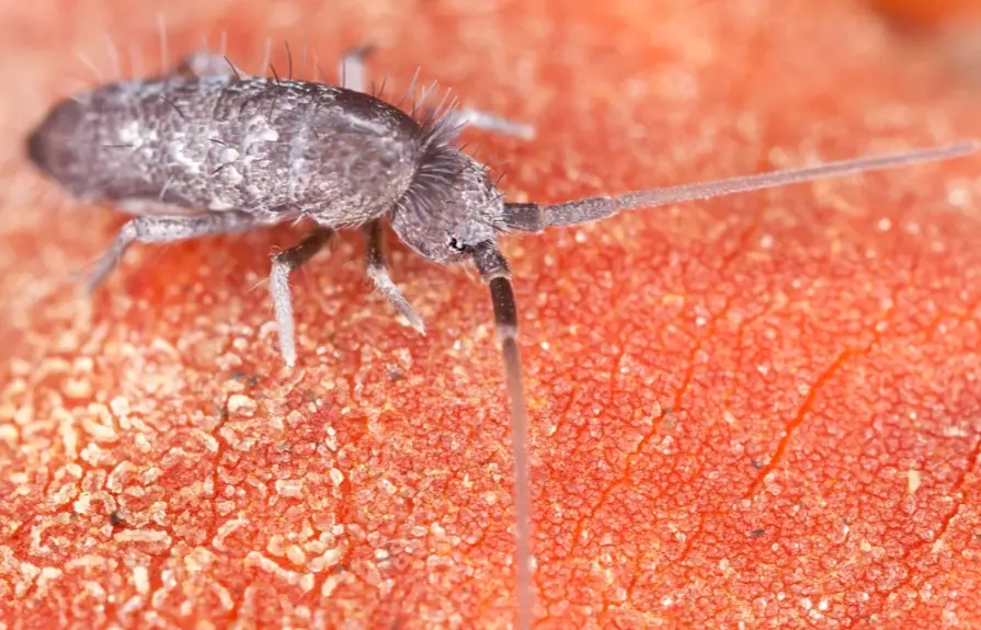 Springtails: The Ultimate Guide to Identification, Control, and Benefits