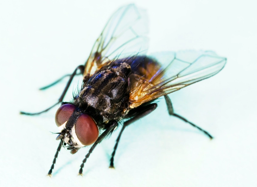 house fly prevention tips