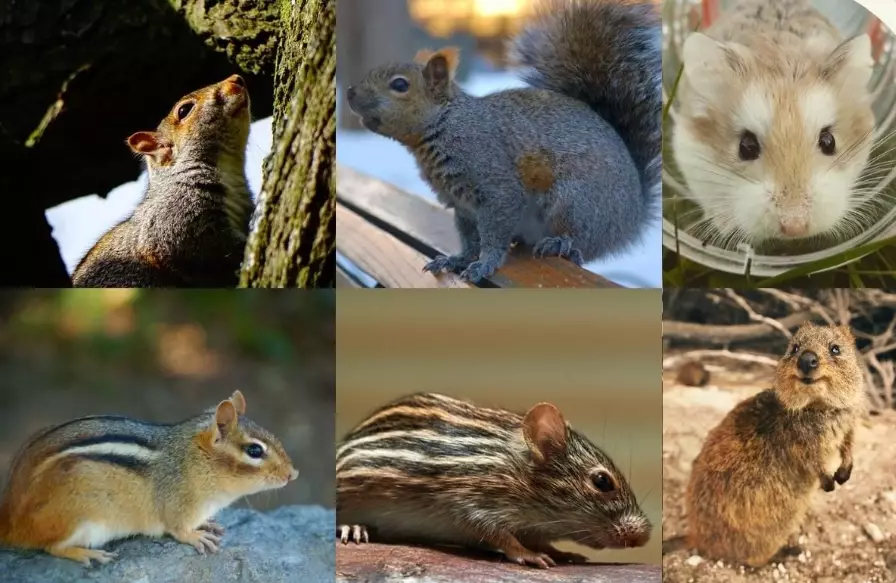 pet rodents pet rodents