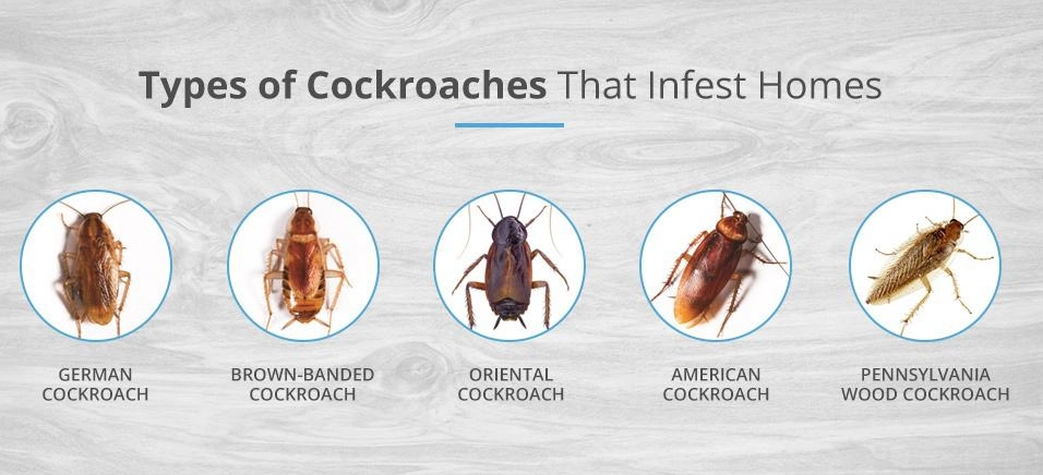 cockroach anatomy and behavior