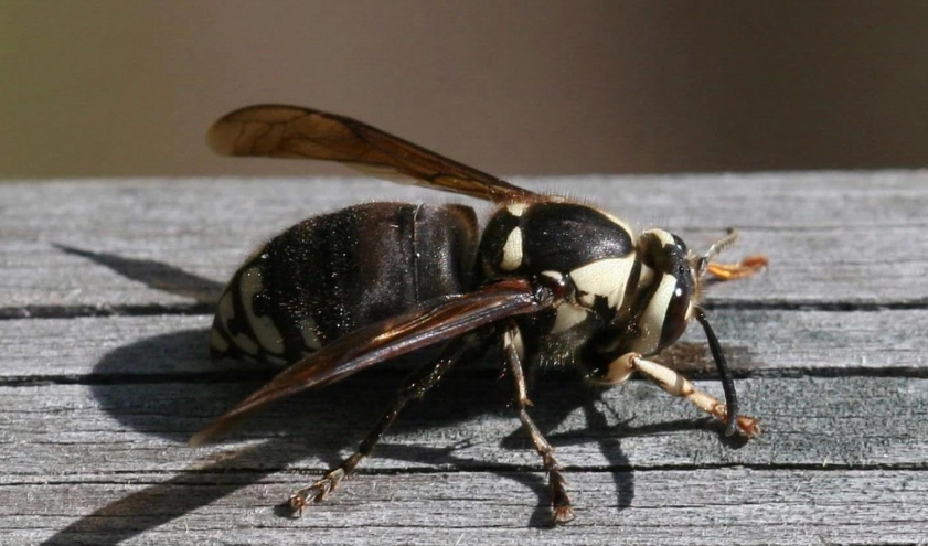 white-tailed hornet sting