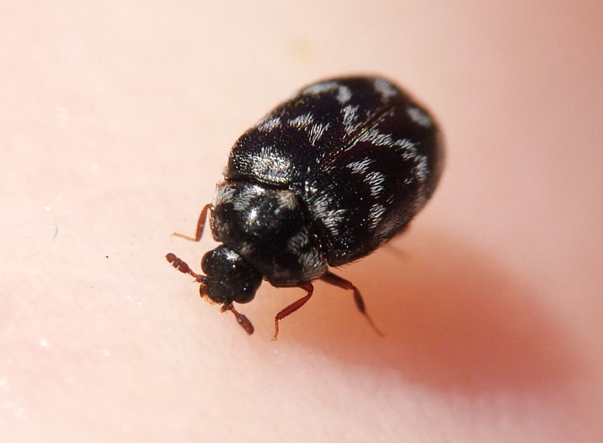 how to treat bed bug bites