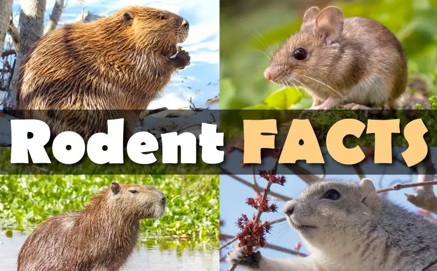 rodent identification