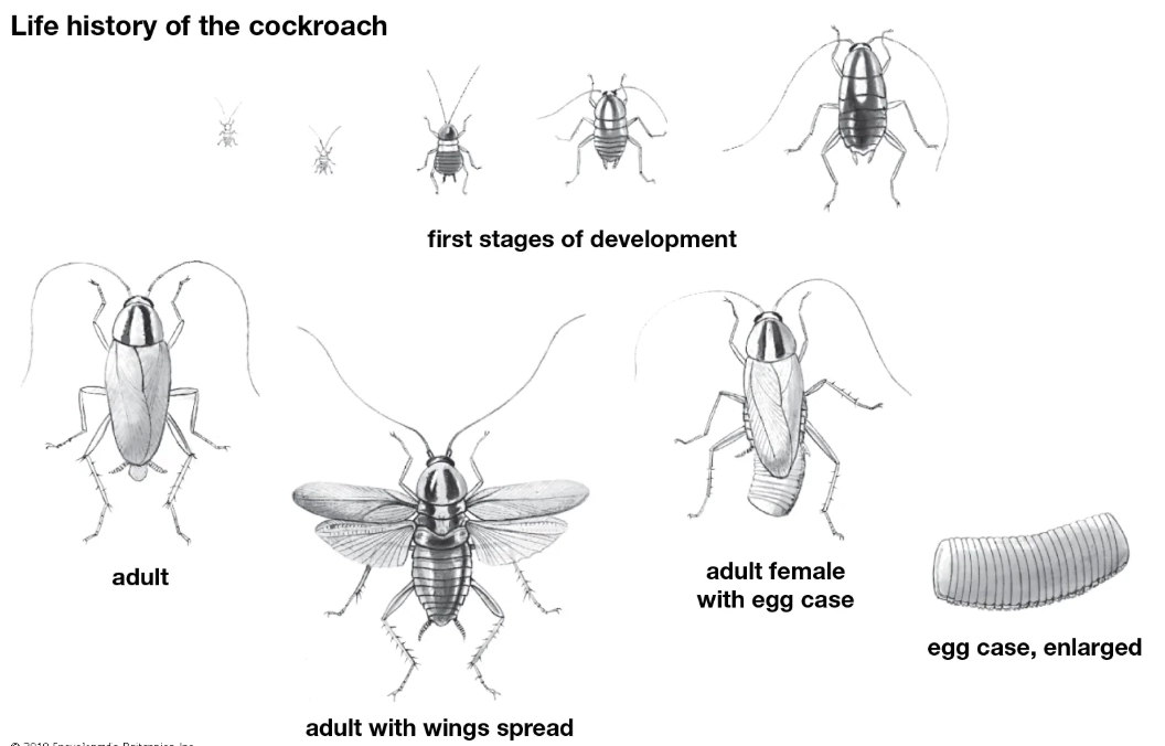 cockroach anatomy and behavior