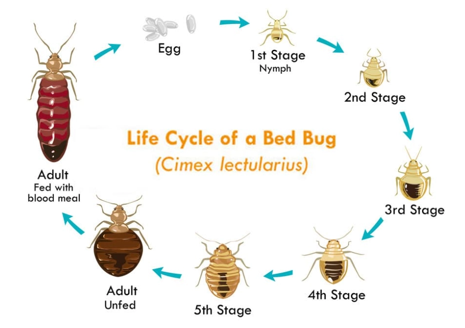 how big are bed bugs how big are bed bugs
