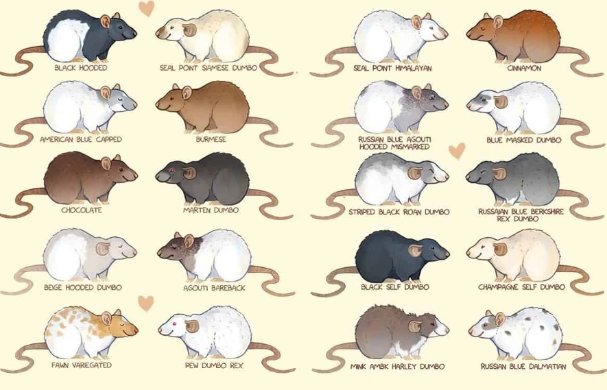 rodent identification