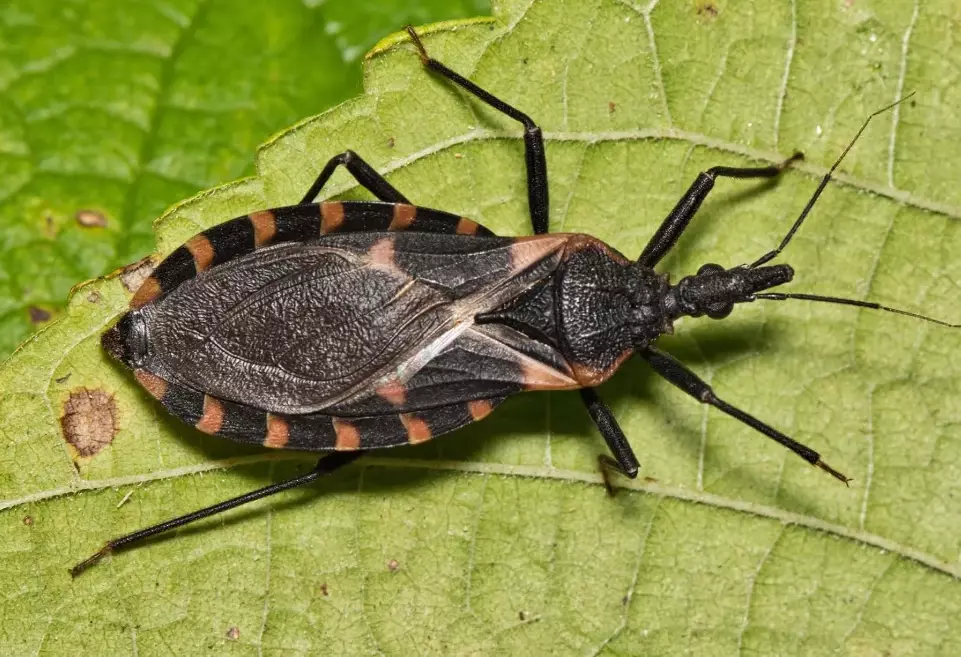 common household pests