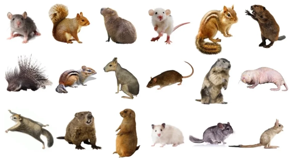 different types of rodents