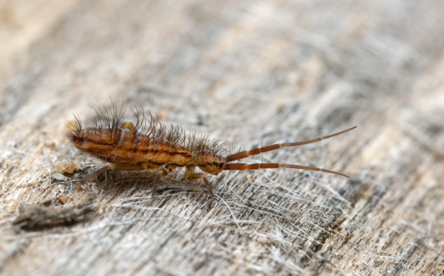 are springtails harmful