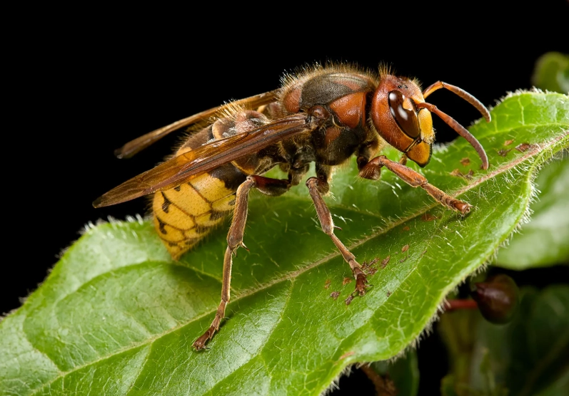 european hornet