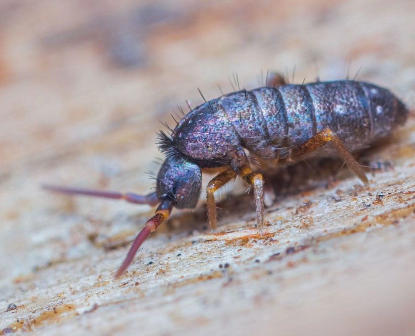 springtails in house