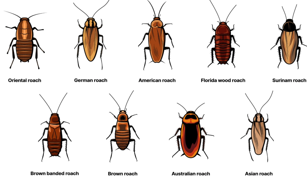 cockroach species