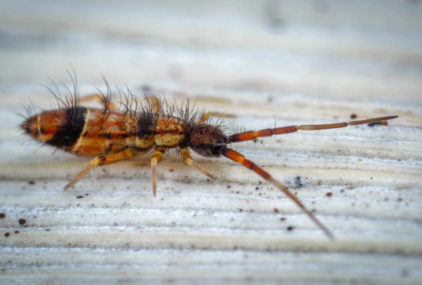 springtail identification