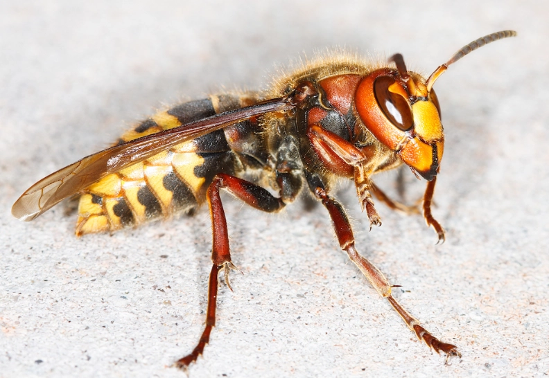 european hornet nest