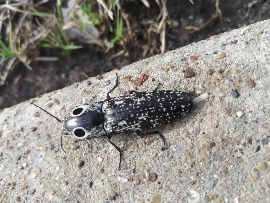 plant damage from insects