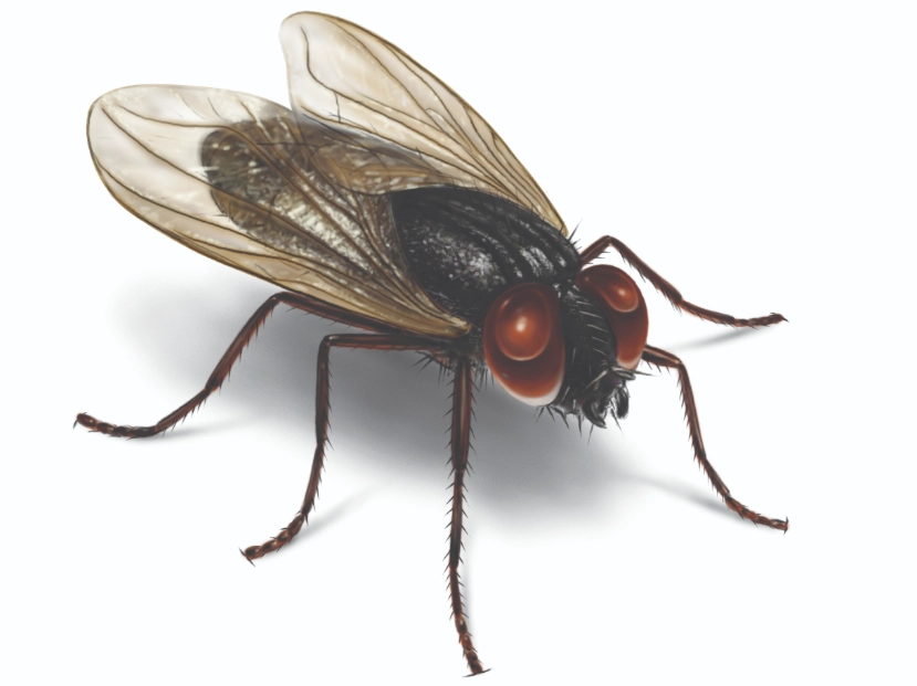 house fly identification