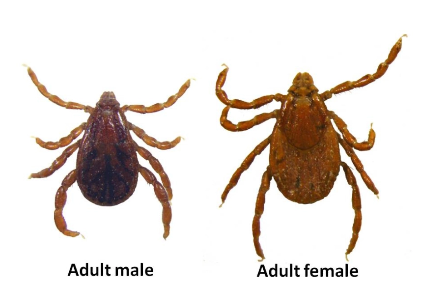 dog tick removal