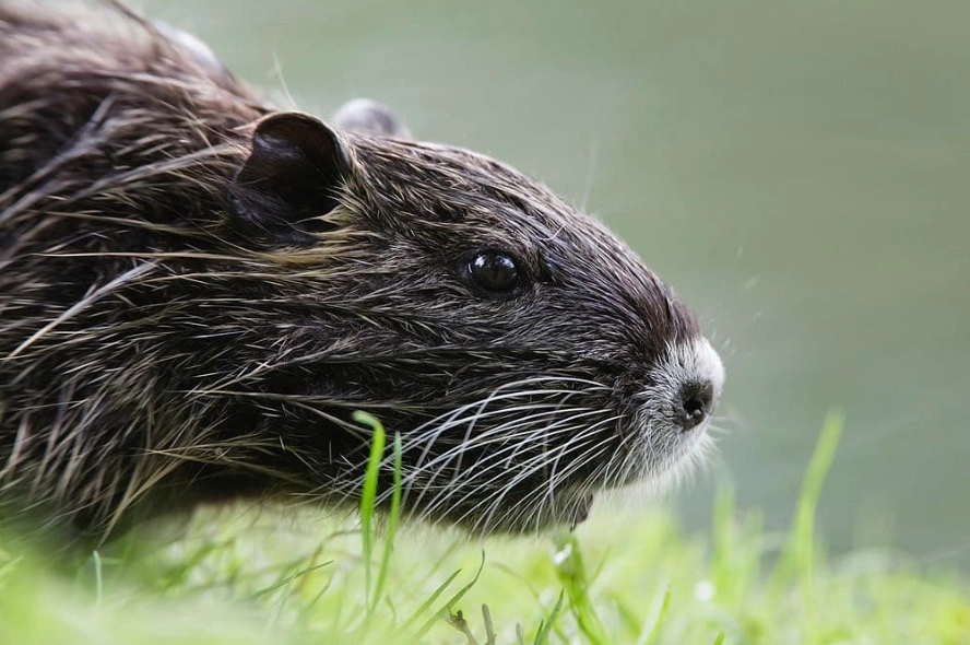 types of rodents types of rodents