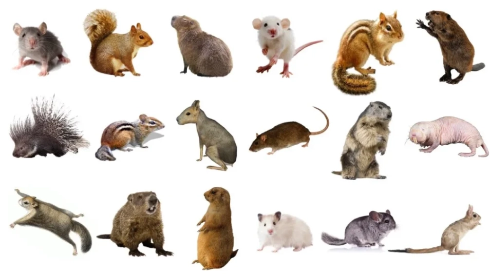 types of rodents types of rodents