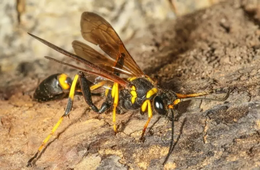 how to get rid of mud daubers