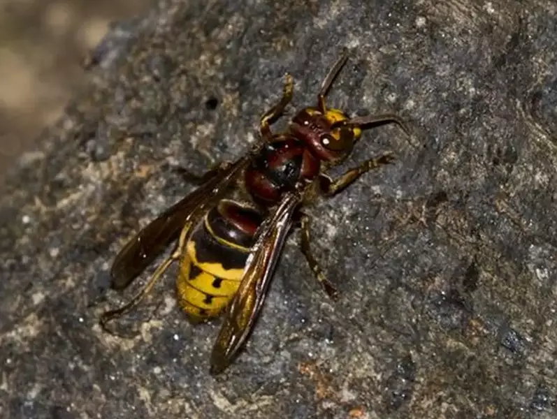european hornet nest