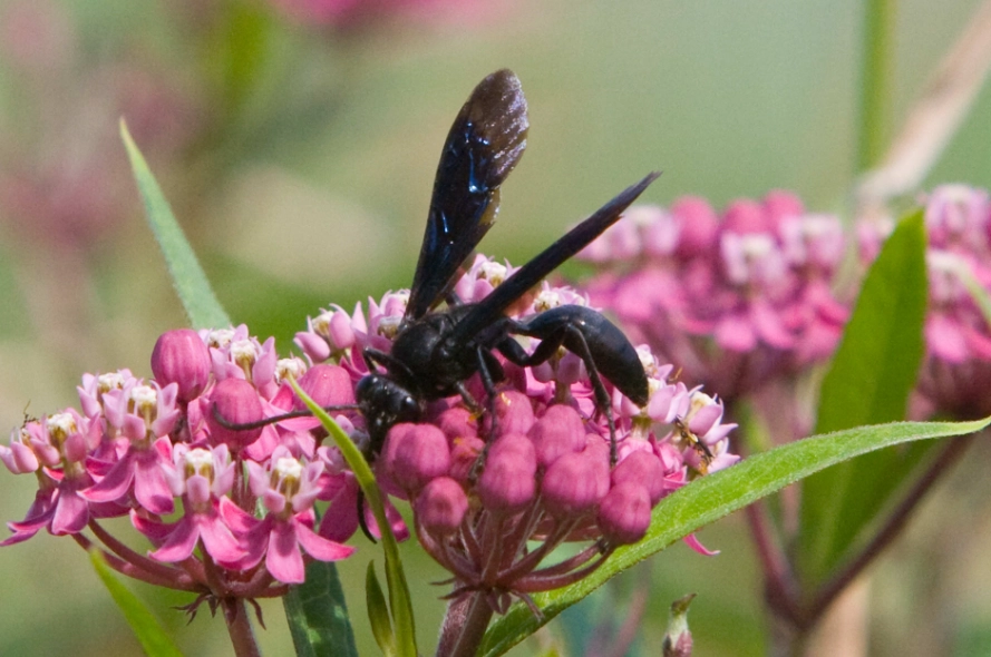 mud dauber wasp