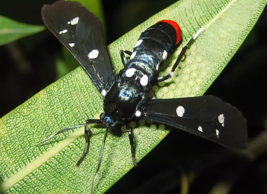 garden pests identification