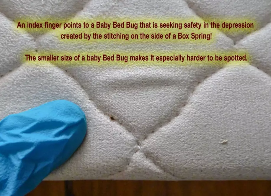 how big are bed bugs