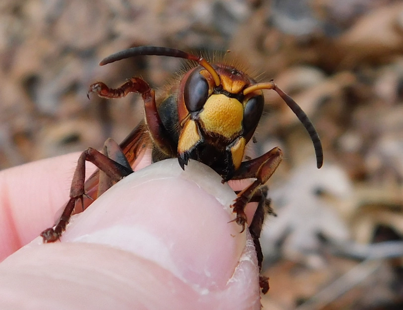 european hornet vs yellow jacket