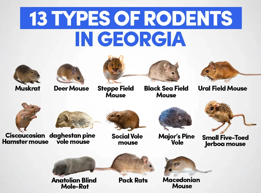 rodent identification rodent identification