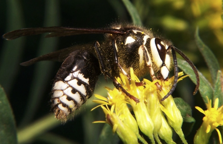 how to get rid of hornets
