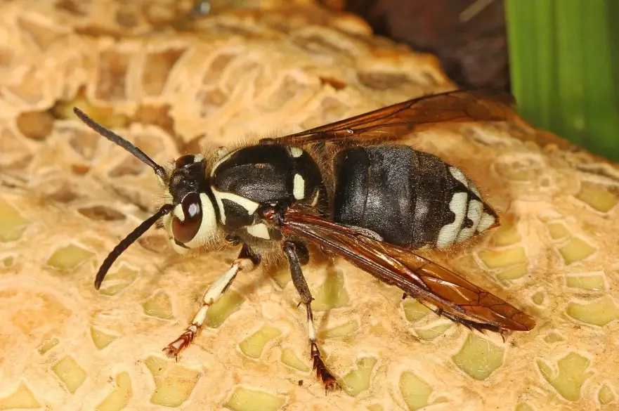 white hornet removal