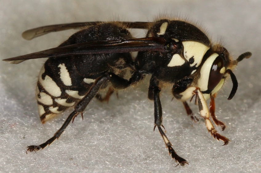 white hornet removal